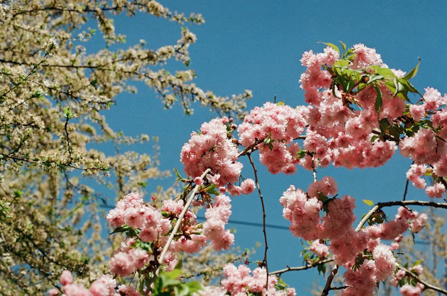 Cherry blossom in spring