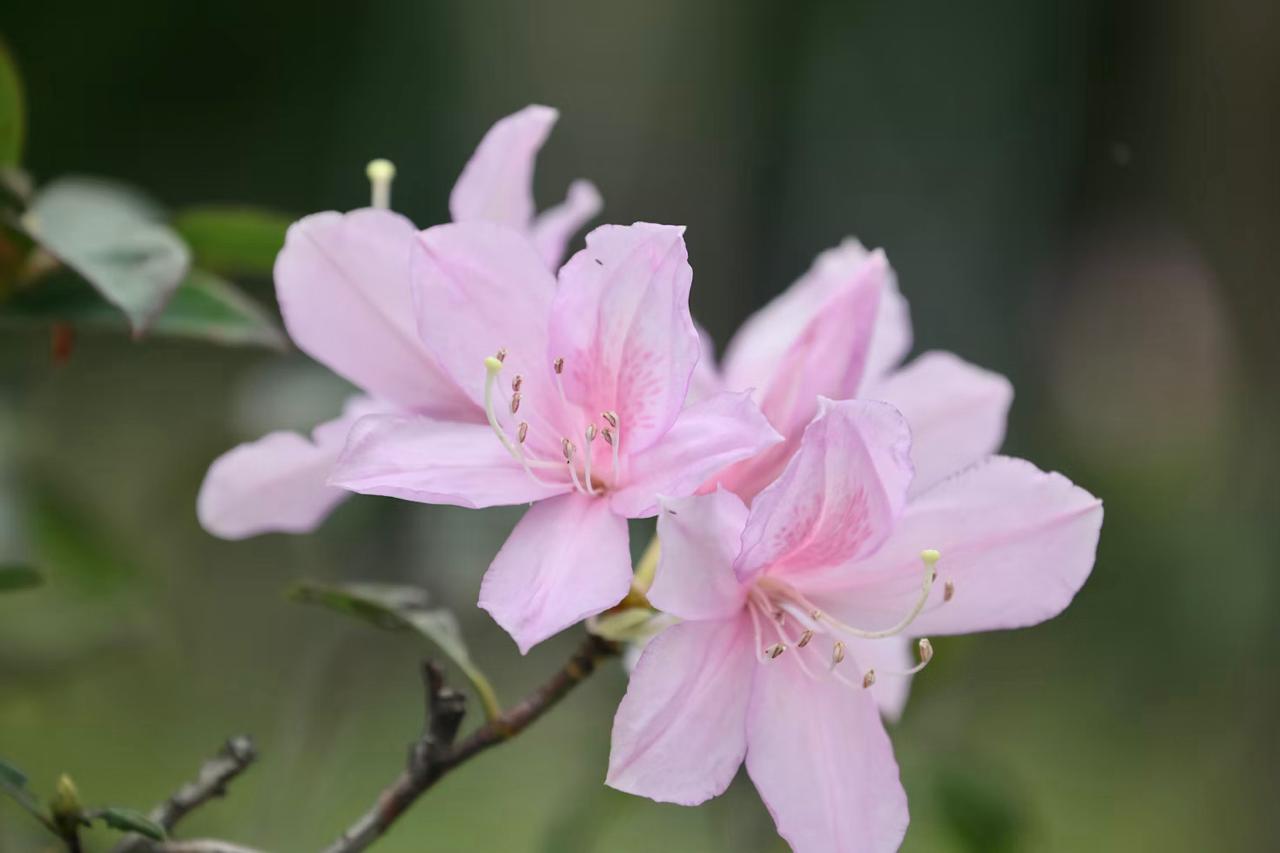 Pink flowers in bloom